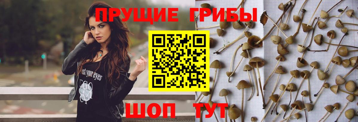 Галлюциногенные грибы Psilocybine cubensis  Вход с VPN  Десногорск 